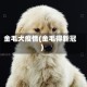 金毛犬疫情(金毛得新冠)