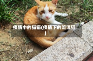 疫情中的猫猫(疫情下的流浪猫)