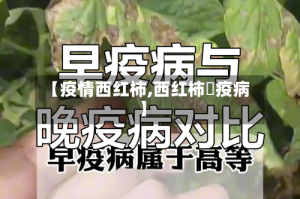【疫情西红柿,西红柿晩疫病】