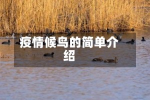 疫情候鸟的简单介绍