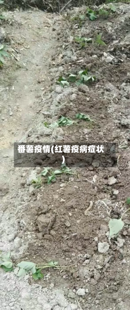 番薯疫情(红薯疫病症状)-第1张图片