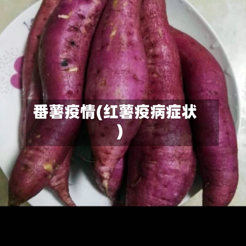 番薯疫情(红薯疫病症状)-第2张图片
