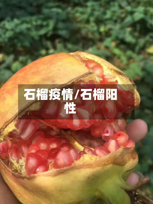 石榴疫情/石榴阳性-第1张图片