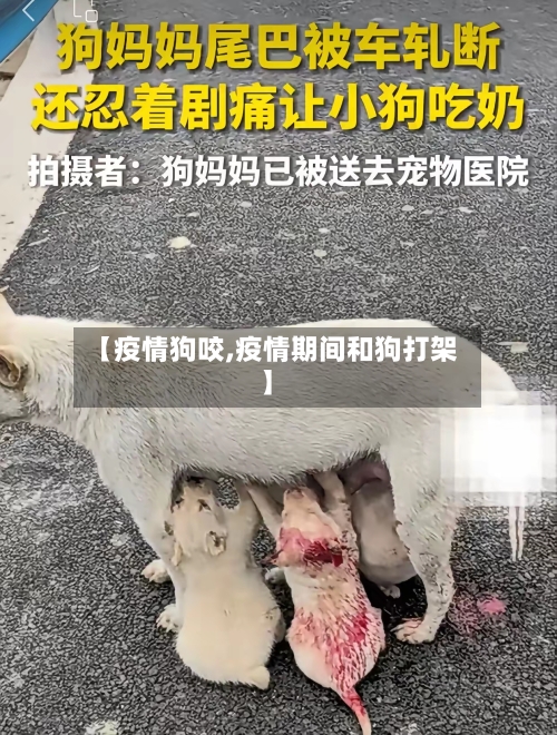 【疫情狗咬,疫情期间和狗打架】-第3张图片