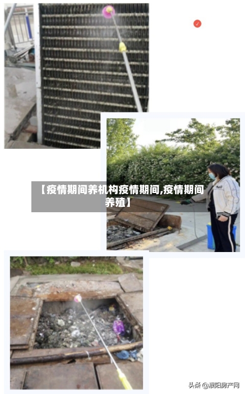 【疫情期间养机构疫情期间,疫情期间养殖】-第1张图片