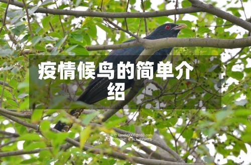 疫情候鸟的简单介绍-第2张图片