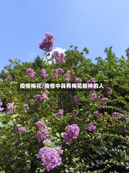 疫情梅花/疫情中具有梅花精神的人-第1张图片