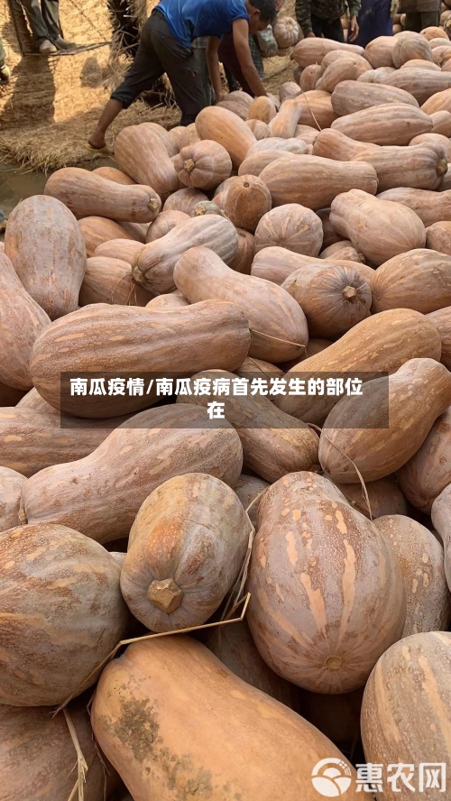 南瓜疫情/南瓜疫病首先发生的部位在-第1张图片