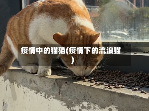 疫情中的猫猫(疫情下的流浪猫)-第2张图片