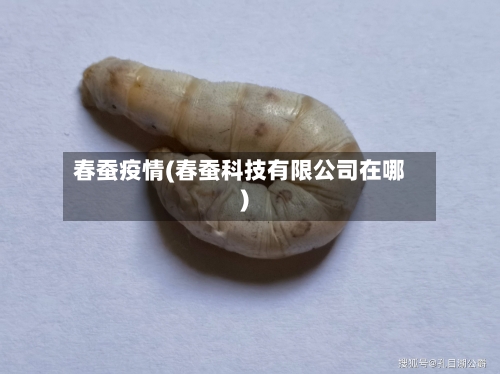 春蚕疫情(春蚕科技有限公司在哪)-第1张图片